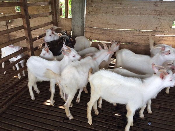 Goat for sale